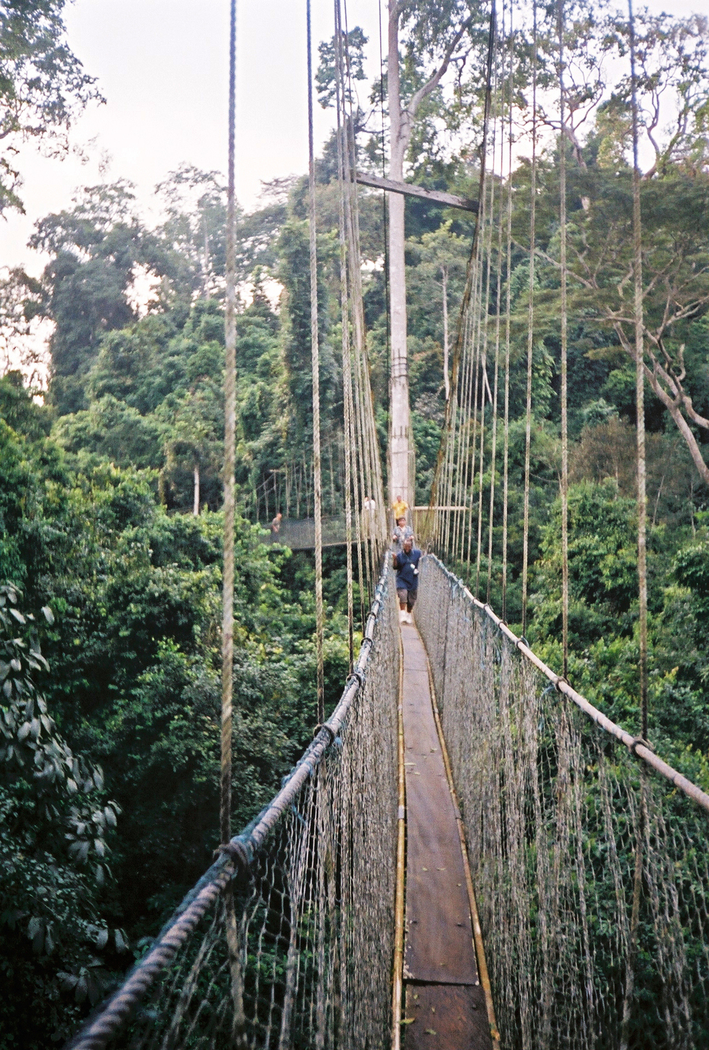 Kakum National Park, near Cape Coast and Anamabo, Ghana